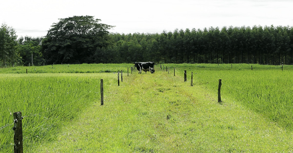 tecnicas-de-manejo-de-pastagem-para-aumento-da-producao