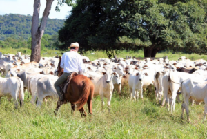 estrategias-para-reduzir-o-estresse-no-gado-de-corte-a-pasto-e-em-confinamento