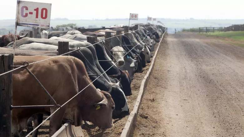 estrategias-para-reduzir-o-estresse-no-gado-de-corte-a-pasto-e-em-confinamento