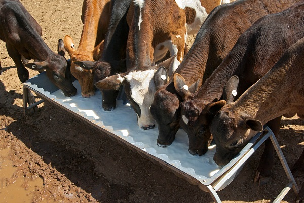 praticas-de-manejo-e-alimentacao-para-garantir-o-desenvolvimento-saudavel-de-bezerros