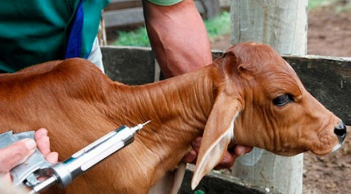 praticas-de-manejo-e-alimentacao-para-garantir-o-desenvolvimento-saudavel-de-bezerros