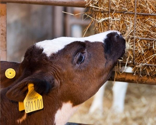 praticas-de-manejo-e-alimentacao-para-garantir-o-desenvolvimento-saudavel-de-bezerros