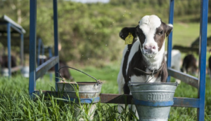 praticas-de-manejo-e-alimentacao-para-garantir-o-desenvolvimento-saudavel-de-bezerros